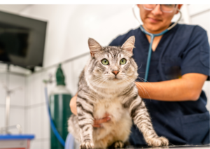 猫が診察されている画像